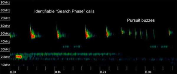 Limelight Rainforest - Insect Monitoring