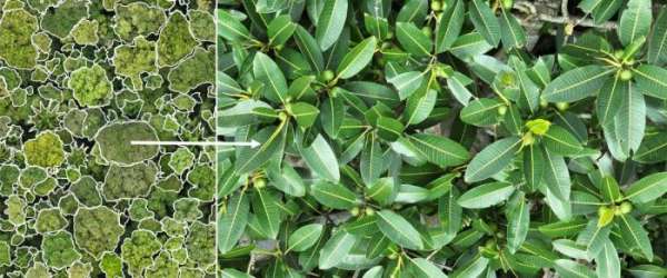 Canopy Tree Mapping Canopy Tree Mapping