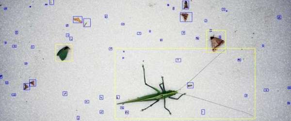 Limelight Rainforest - Insect Monitoring